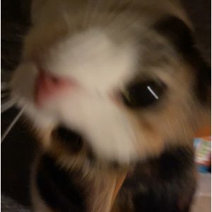 Meet your Posher, Destiny